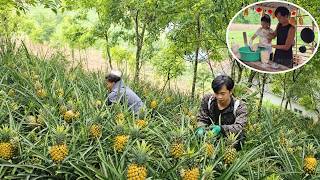 Harvest ripe, yellow pineapples for sale and pickle bamboo shoots with chili peppers.