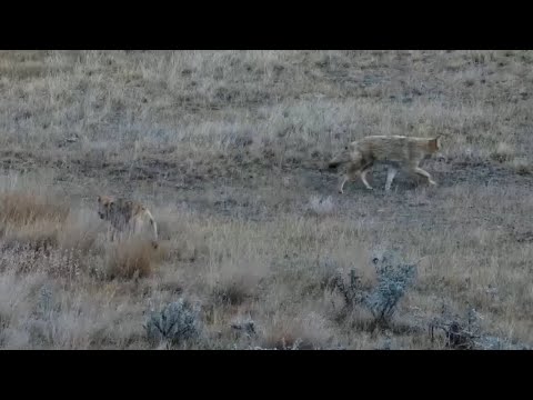 Two Coyotes at Bison Calving Plains - Grasslands National Park - explore.org
