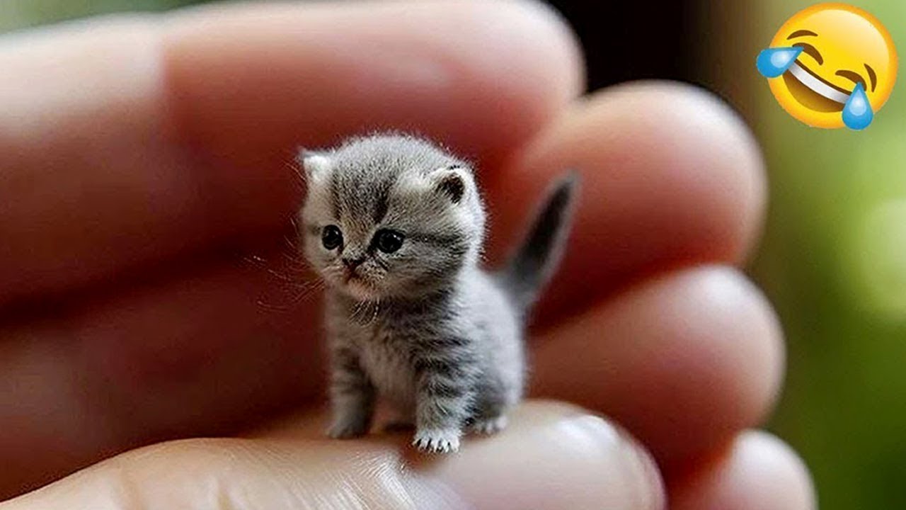 Get ready to laugh till you’re in tears with these funny animals 😂