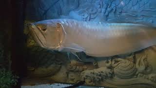 Download lagu Silver Arowana around 15 years old ! Update he has sadly passed away on October 4 2024. mp3 Download lagu Silver Arowana around 15 years old ! Update he has sadly passed away on October 4 2024. mp3