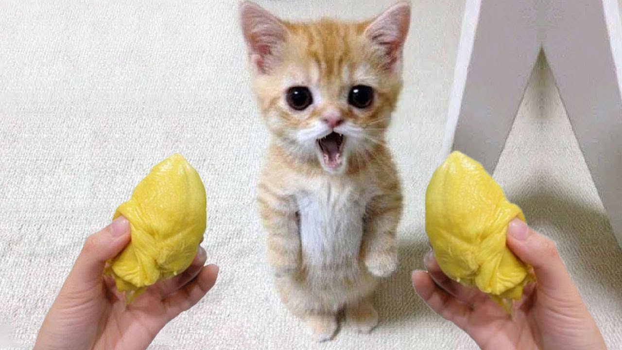 Get Ready to LAUGH with These HILARIOUS Cats and Dogs