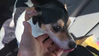 Video preview image #1 Rat Terrier-Unknown Mix Puppy For Sale in Bandera, TX, USA