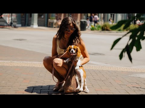 My Cavalier King Charles Puppy Mia
