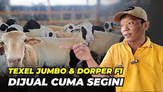 Download lagu Harga Domba Dorper F1 dan Texel Cuma Segini | @AGROTV9  mp3