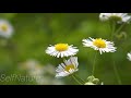 Nature Birdsong - Relaxing Nature Sounds - Birds Chirping - HD 1080P - WhatsApp Status