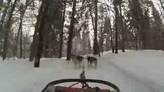 Dogsledding  ( Meaning of Life - Rich Aucoin )