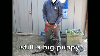 Video preview image #1 Labrador Retriever-Unknown Mix Puppy For Sale in Enfield, CT, USA