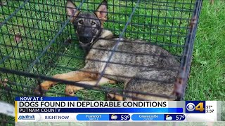 30-plus dogs seized from ‘deplorable conditions’ in Putnam County