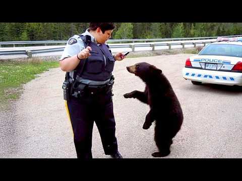 Quando il sistema di distribuzione degli animali ti manda un comico 😂