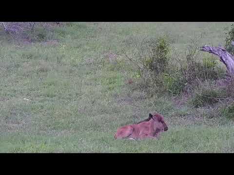 Djuma: Wildebeest with young calf - 17:20 - 12/03/21
