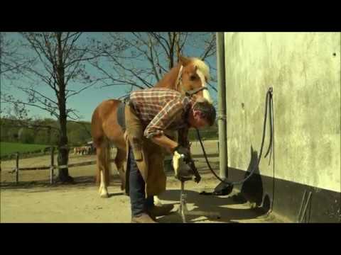 Orthopädische Hufpflege