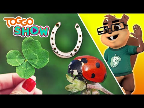 Die 4 besten GLÜCKSBRINGER | FIPS | TOGGO Show