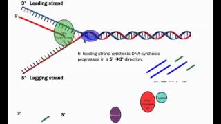 DNA Replication (HL Details) (IB Biology)