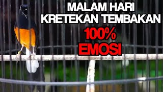 Download lagu TEMBAKAN dan KRETEKAN murai batu MALAM HARI,AMPUH buat menaikkan EMOSI agar ikut NGAMUK mp3 Download lagu TEMBAKAN dan KRETEKAN murai batu MALAM HARI,AMPUH buat menaikkan EMOSI agar ikut NGAMUK mp3