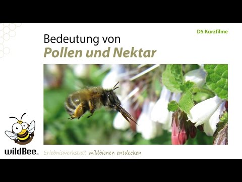 , title : 'D05 Pollen und Nektar / Bestäubung und Lebensmittel'
