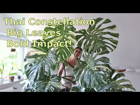 How to Grow Monstera Thai Constellation Indoors │ Tips, Challenges and Success!