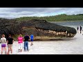 Are Crocodiles Related To Dinosaurs