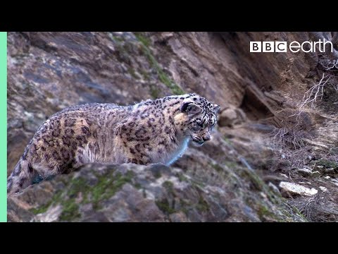 Incroyable panthère des neiges qui chasse le markhor !