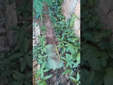 Loja de mudas de ibiracatu minas gerais diresao .dimas dias dos reis ..telefone zap 038 998799087