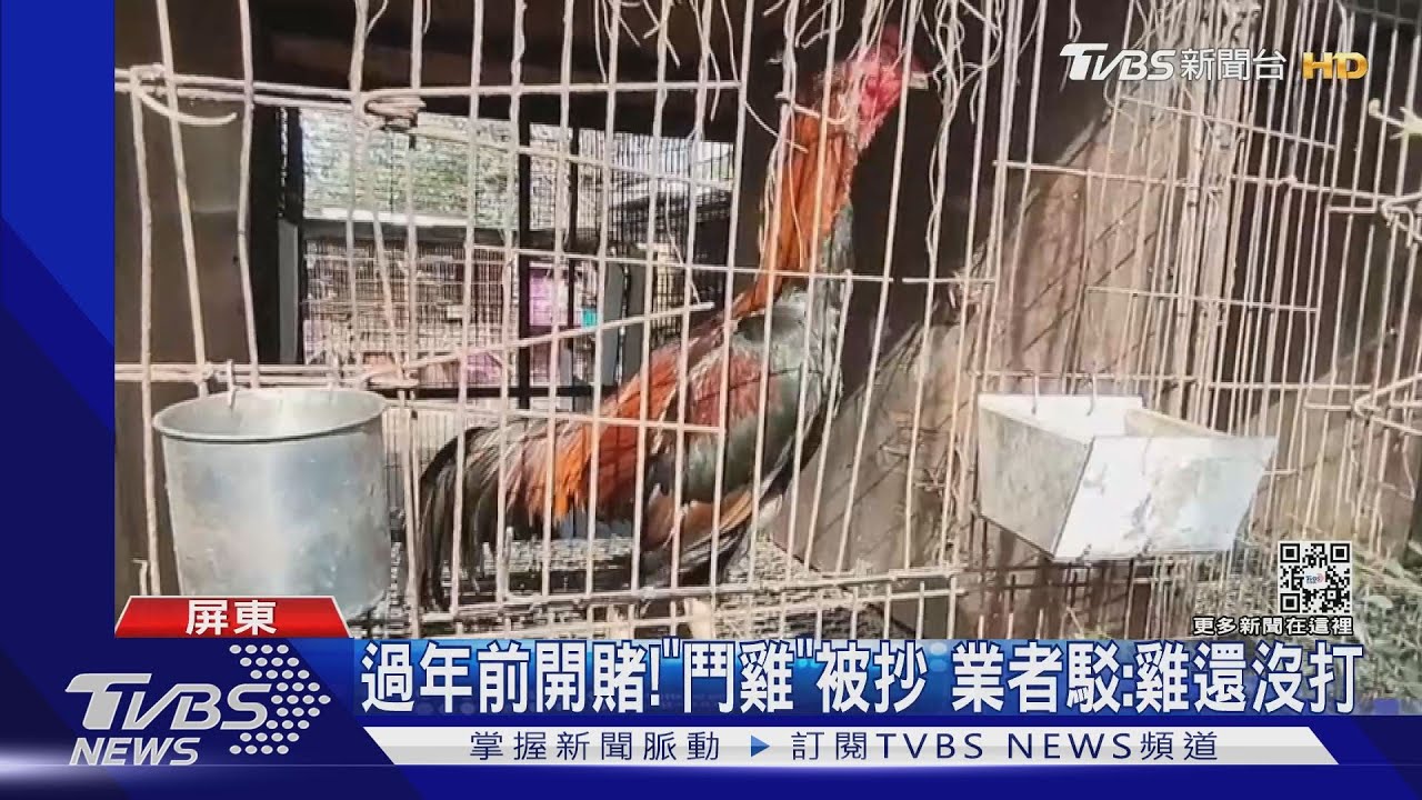 過年前開賭！「鬥雞」被抄　業者駁：雞還沒開始打