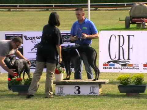 European Derby Veterans final 280m MIX OR greyhound