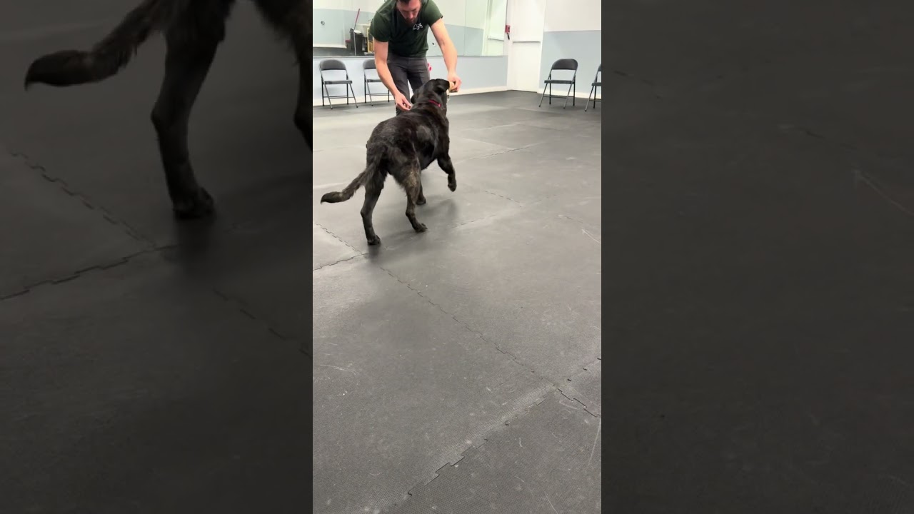 Rocky 34, an adopted Black Labrador Retriever in Killingworth, CT video 5/6