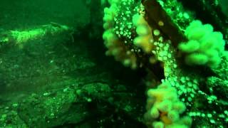 preview picture of video 'Castle Eden Wreck, Culdaff, Donegal, Ireland'