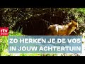 "Vossen nemen bij wijze van spreken bijna de metro" | RTV Drenthe