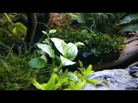 Anubias Nana 'pinto'