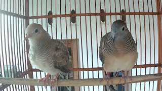 Download lagu Sip ‼️ Piyik Perkutut Crossing Belajar Bunyi Featuring Perkutut Silver Mocca Umur Dua Bulan mp3