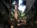 Thoppile Irunthalum Vijayakanth Sad Song