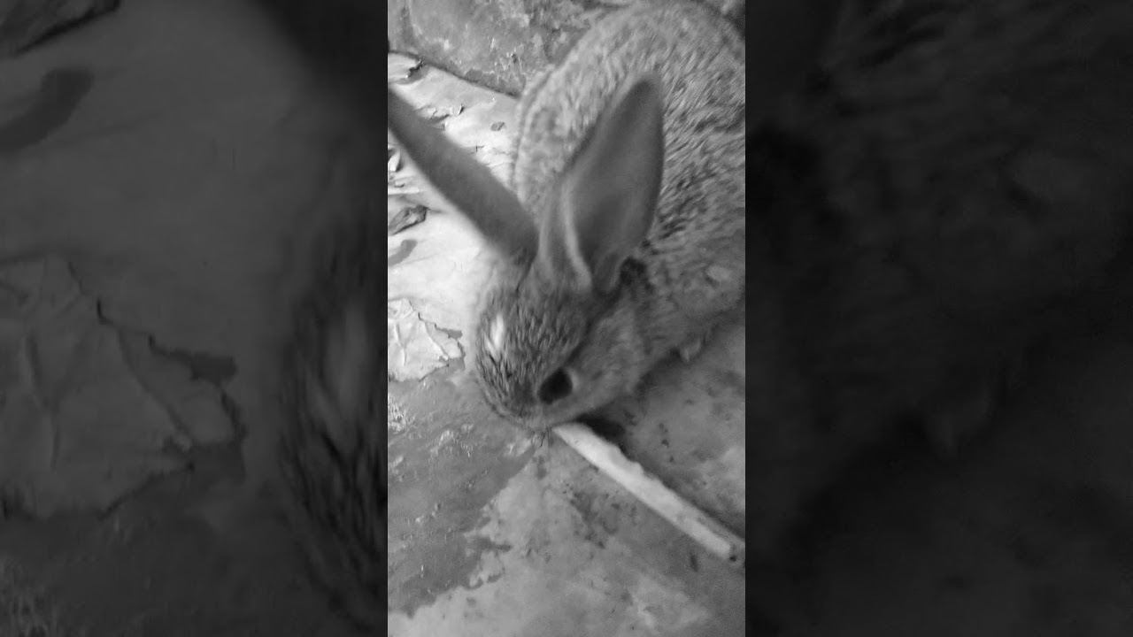 Rabbit funny WhatsApp status//