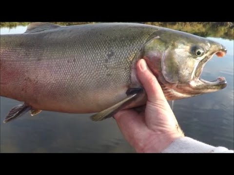 A Fine Day Of Salmon And Trout Fishing