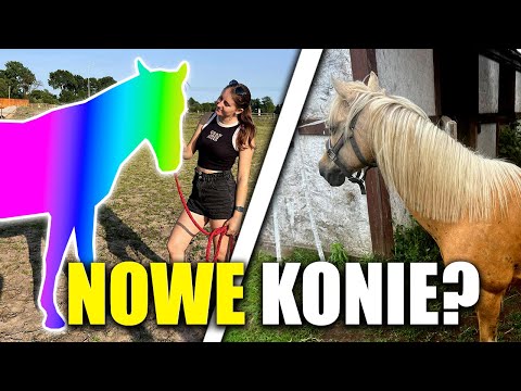 KUPILI NOWEGO KONIA 😍 - DWA NOWE KONIE?!