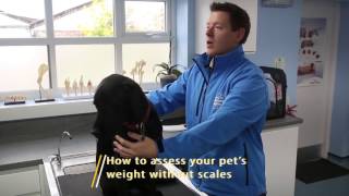 Is my dog a healthy weight? - Vet Advice