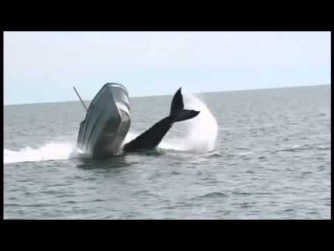 Killer whale sink a mexican Fishing boat 2014 crazy