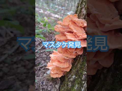 園芸 キノコ狩り