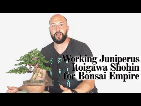 Working Juniperus Itoigawa Shohin For Bonsai Empire