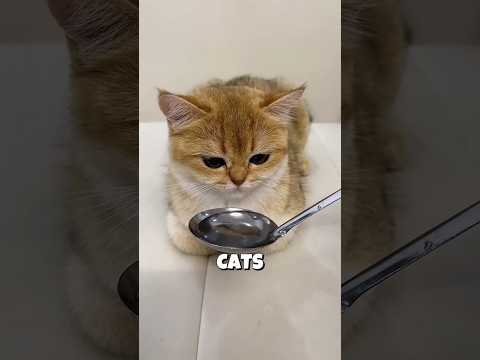 He Tricked His Cats Into Drinking Water 😺💧