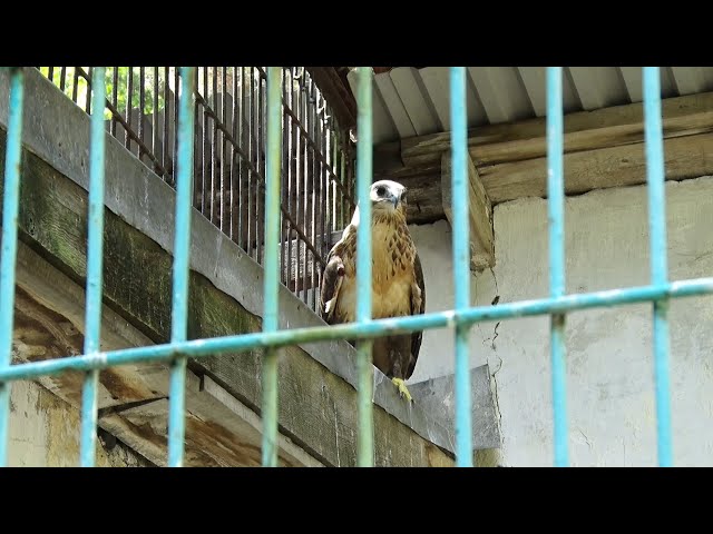 В Ангарске 60 лет работает единственный круглогодичный зоопарк — «Юные зоологи»