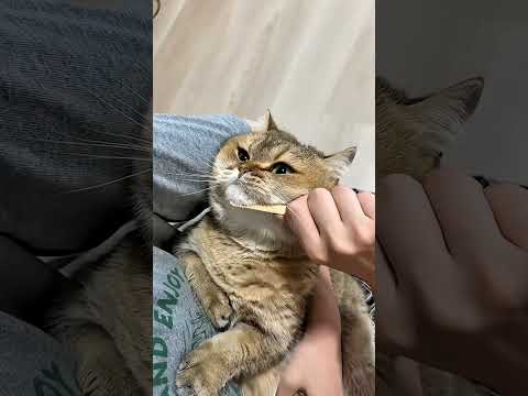 Misteri Pelaku di Balik Jejak Kucing!