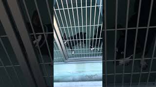 Video preview image #1 Miniature Pinscher-Unknown Mix Puppy For Sale in Pasadena, CA, USA