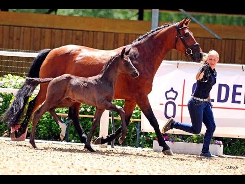 Stutfohlen aus ET von Marc Cain   San Amour I   Silvio I Feiner Stern