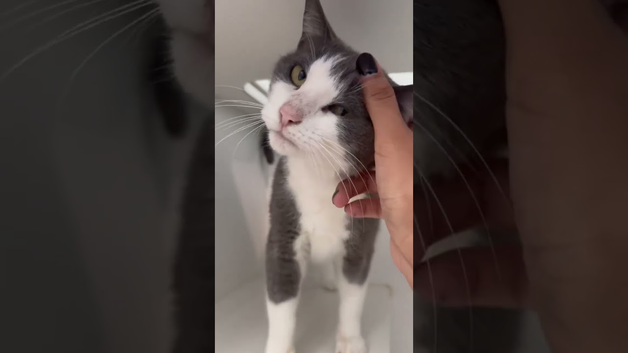 Enlarge Dove, a ADOPTABLE American Shorthair in Danbury, CT video 4/4