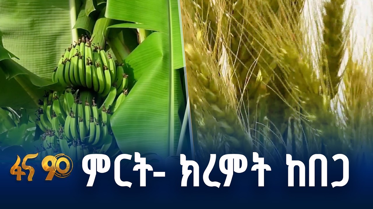 ስንዴን ወደ ውጭ ለመላክ የሚያስችለው...