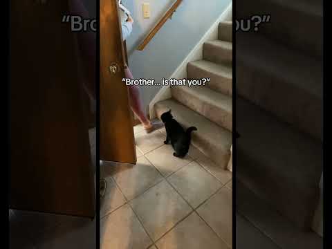 Watch my cats reunite ❤️ #catshorts #catsofyoutube #catlovers #reunited #wholesome