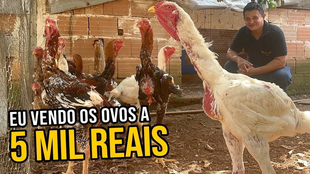 TEM FILA DE ESPERA PARA COMPRA