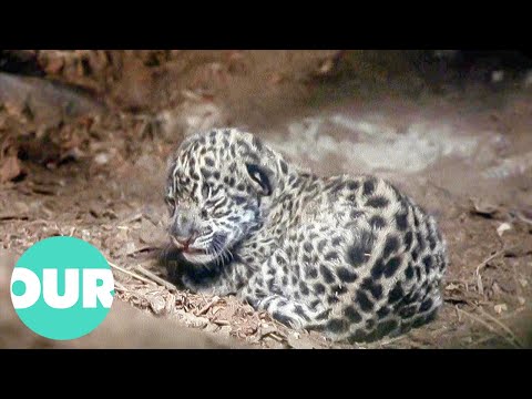 Incredibly Cute Newborn Jaguar Cub | Our World