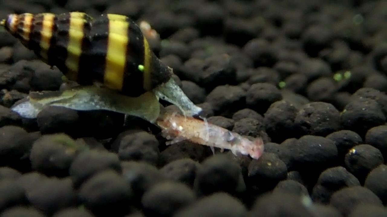 キラースネールの捕食 肉食　水槽のスネール駆除　効果　エビ　餌 Assassin Snails