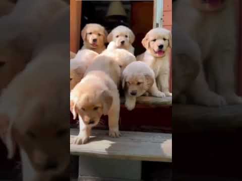 #dogDogAnimal#doglover#dog instagram#doge#dog hashtags#dogecoin#doge twitter#dog bothwell#dogood#